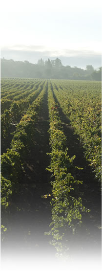 About Picket Fence Vineyards
