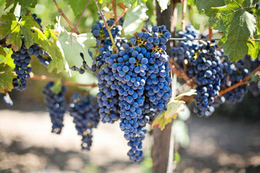 Red wine grape cluster nearing ripeness on a red wine vine
